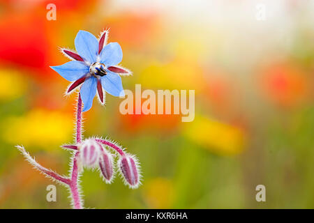 Nahaufnahme eines einzigen blauen, Sommer blühender Borretsch Blüte gegen einen farbigen Hintergrund Stockfoto