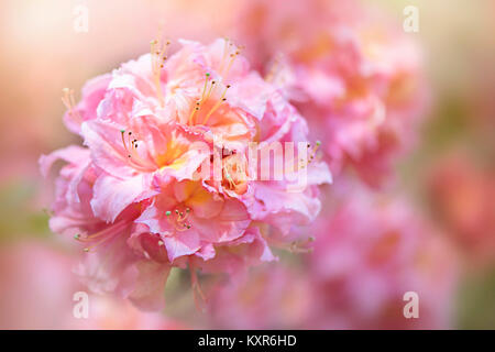 Nahaufnahme eines Frühling blühende Azalee rosa Blume Stockfoto