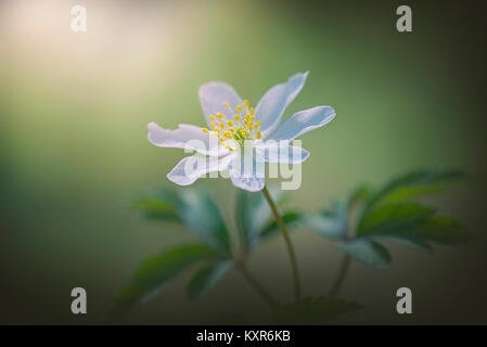Nahaufnahme der zarten Frühjahr blühenden Buschwindröschen - Anemone officinalis Stockfoto