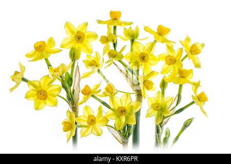 Close-up, High-key Image der Frühling Narzissen vor einem weißen Hintergrund Stockfoto