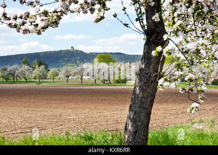 Ruinen von radyne Schloss, Stary Plzenec, in der Nähe von Pilsen in den Frühling Landschaft, Tschechische Republik Stockfoto