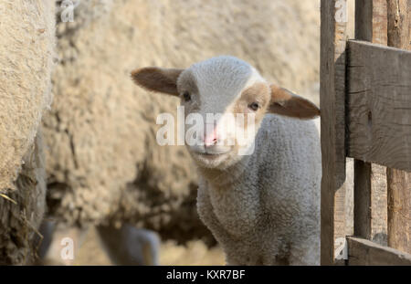 Neugeborenen Lämmern auf dem Bauernhof im Frühling Stockfoto