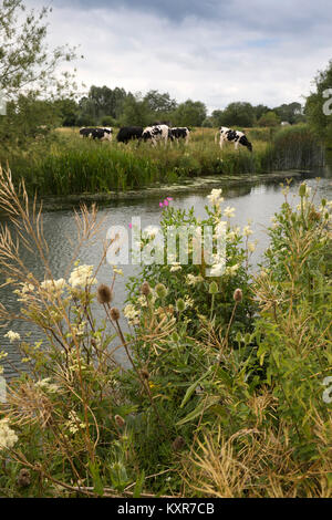 Großbritannien, England, Oxfordshire, Kelmscott, wilde Blumen wachsen am Ufer der Themse. Stockfoto