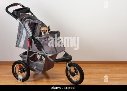 Zimt Chihuahua ist sitzen in bequemen Pet Stroller Stockfoto