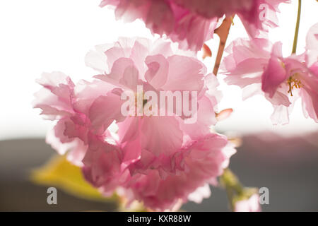 Sakura. Kirschblüten-Japan. Rosa Frühlings Blüte Hintergrund Stockfoto