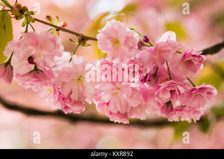 Sakura. Kirschblüten-Japan. Rosa Frühlings Blüte Hintergrund Stockfoto