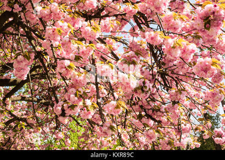 Sakura. Kirschblüten-Japan. Rosa Frühlings Blüte Hintergrund Stockfoto