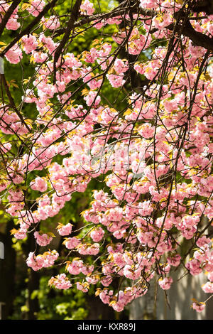 Sakura. Kirschblüten-Japan. Rosa Frühlings Blüte Hintergrund Stockfoto