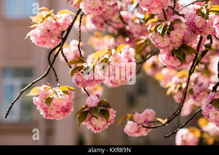 Sakura. Kirschblüten-Japan. Rosa Frühlings Blüte Hintergrund Stockfoto