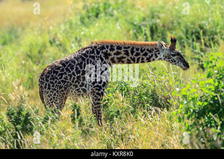 Masai Giraffen grasen in der Serengeti Stockfoto