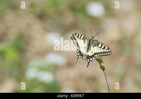 Gelbe Alte Welt Schwalbenschwanz Pieris Rapae Schmetterling Stockfoto