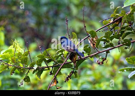 Madagaskar Magpie-Robin (Copsychus albospecularis Pica), Ranomafana N.P. Madagaskar. Stockfoto