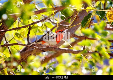 Rote Melodie (Foudia madagascariensis), die auf Madagaskar endemisch ist, Ranomafana National P., aber die Art wurde auf mehreren Inseln des Indischen Ozeans eingeführt. Stockfoto