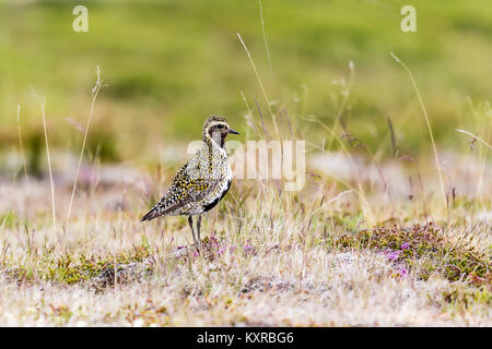 Eurasischen Goldregenpfeifer (Pluvialis apricaria), Island. Stockfoto