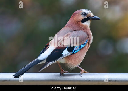 Der Eurasische jay (Garrulus glandarius), Riehen, Kanton Basel-stadt, Schweiz. Stockfoto