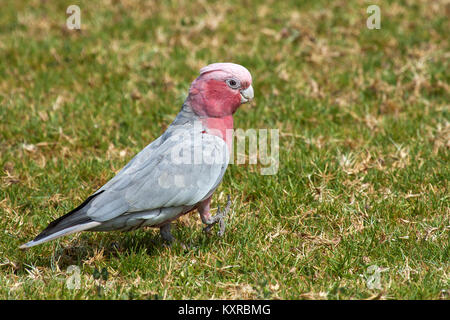 Galah (Eolophus roseicapilla) in Western Australia. Stockfoto