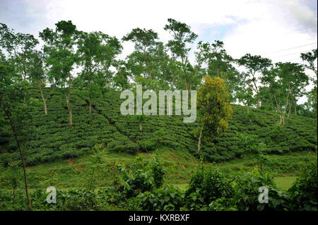 MOULVIBAZAR, BANGLADESCH - Juli 26, 2010: Ein schönes Kaffee garten Srimangal in Moulvibazar, Bangladesch. Stockfoto