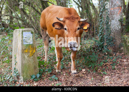 Lustige braune Kuh heraus seine Zunge in der Nähe des Camino de Santiago (Jakobsweg) Shell Zeichen Stockfoto