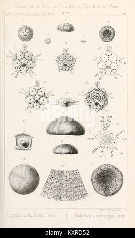 Diese Ausgabe des *Bulletin de la Société des Sciences Historiques et Naturelles de l'Yonne* stellt die Forschung zu den Geschichts- und Naturwissenschaften in der Region Yonne in Frankreich vor, wobei lokale Studien in den Bereichen Archäologie, Paläontologie und Umweltwissenschaften hervorgehoben werden. Stockfoto