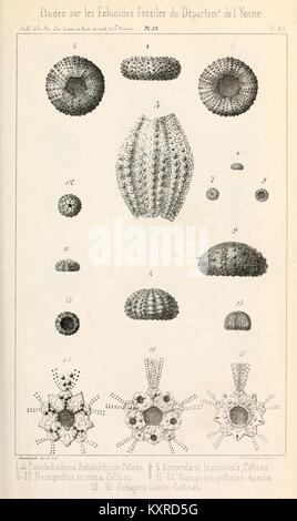 Diese Ausgabe des Bulletins de la Société des Sciences Historiques et Naturelles de l'Yonne* gibt einen detaillierten Überblick über archäologische Funde und naturgeschichtliche Forschungen aus der Region Yonne in Frankreich und trägt so zum kulturellen Wissen der Region bei. Stockfoto