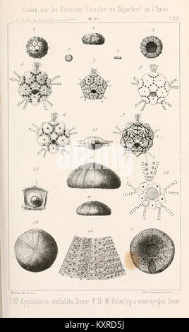 Diese Ausgabe des Bulletins de la Société des Sciences Historiques et Naturelles de l'Yonne* beleuchtet die Forschung über die geologischen Formationen und die historische Bedeutung der Region Yonne in Frankreich. Stockfoto