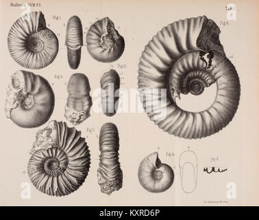 Das Bulletin de la Société impériale des naturalistes de Moscou ist eine russische wissenschaftliche Zeitschrift der Kaiserlichen Gesellschaft der Naturforscher, die Forschungen und Erkenntnisse in den Naturwissenschaften und Biologie dokumentiert. Stockfoto