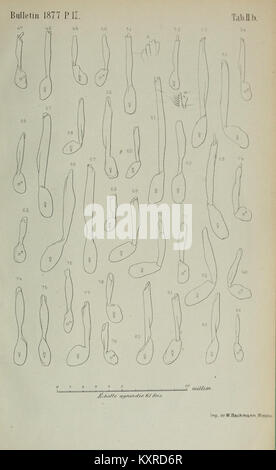 Diese Ausgabe des *Bulletin de la Société impériale des naturalistes de Moscou* enthält naturwissenschaftliche Studien mit Schwerpunkt auf Biodiversität und Umweltforschung in Russland während der Kaiserzeit. Stockfoto