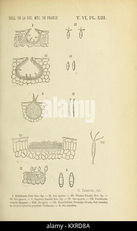 Bulletin de la société mycologique de France (15873159147) Stockfoto