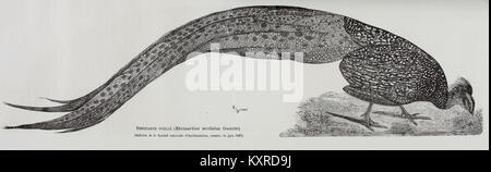 Bulletin de la Société Nationale d'Acclimatation de France BHL 35695638 Stockfoto