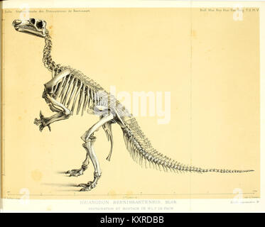 Eine Publikation des Königlich Belgischen Naturkundemuseums, in der Forschungspapiere zu Zoologie, Geologie, Paläontologie und anderen Naturwissenschaften vorgestellt werden. Stockfoto