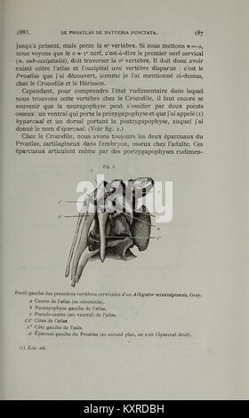 Bulletin du Musée Royal d'histoire naturelle de Belgique = BHL 39226763 Stockfoto