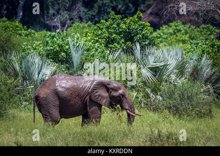 Afrikanischen Busch Elefanten im Krüger Nationalpark, Südafrika; Specie Loxodonta africana Familie der Elephantidae Stockfoto