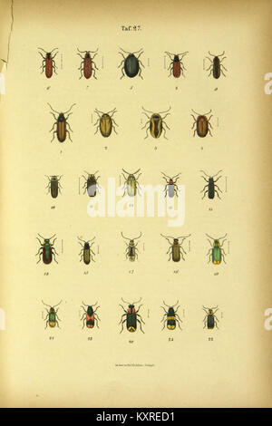 C.G. Calwers Käferbuch Platte (Seite 27) BHL 42438549 Stockfoto