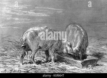 Charles Émile Jacque - zwei Schweine Essen aus einem Trog - Walters 371638 Stockfoto