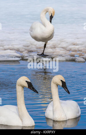 Trumpeter Swans (Cygnus buccinator) entlang des Sees, Winter, Michigan, USA, von Bruce Montagne/Dembinsky Foto Assoc Stockfoto