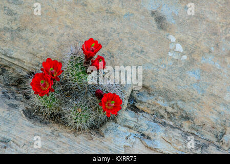 Claret Cup Kaktus (Echinocereus triglochidiatus), Utah, USA, von Bruce Montagne/Dembinsky Foto Assoc Stockfoto