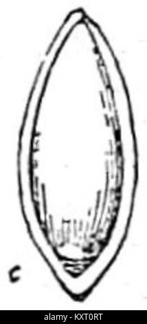 EB 1911 Obst-anatropal Saatgut von Citrus aurantium (geöffnet) Stockfoto