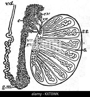 EB 1911 der Geschlechtsorgane, in Anatomie - Hoden und nebenhoden Stockfoto