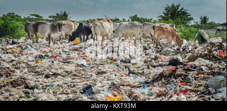 Kühe essen Kunststoffabfälle in einem offenen Feld in Yangon, Myanmar gedumpten Stockfoto