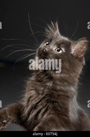 Wunderschöne 4 Monate alte Alle schwarzen Langhaarigen Kätzchen. Stockfoto