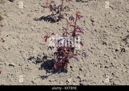 Frühling blühende Rosen auf dem Beet. Junge Sämlinge von Rosen. Stockfoto