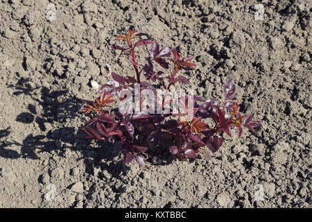 Frühling blühende Rosen auf dem Beet. Junge Sämlinge von Rosen. Stockfoto