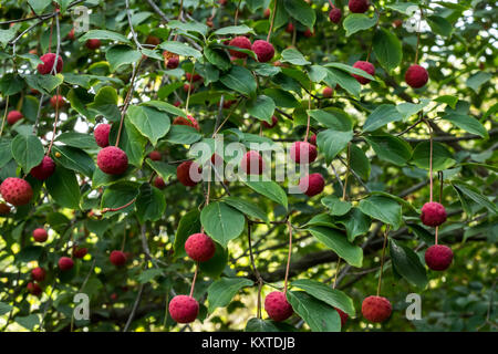 Rote früchte Beeren auf Hartriegelbaum gegen grüne Blätter Stockfoto