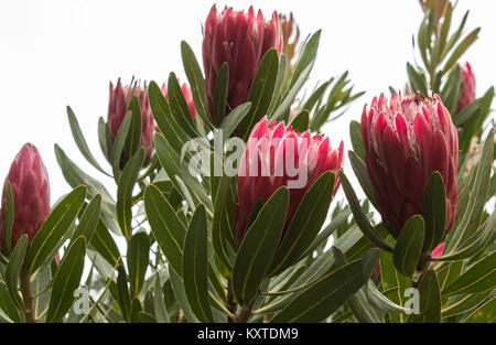 Rot große tropische Protea sugarbush Blüten gegen grüne Blätter Stockfoto