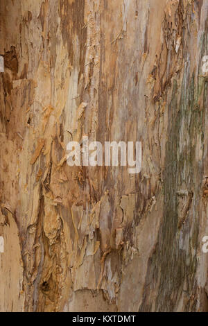 Close up Texturen von schälen die Rinde am Stamm von Eukalyptus Gum Tree ideal als Natur Hintergrund Stockfoto