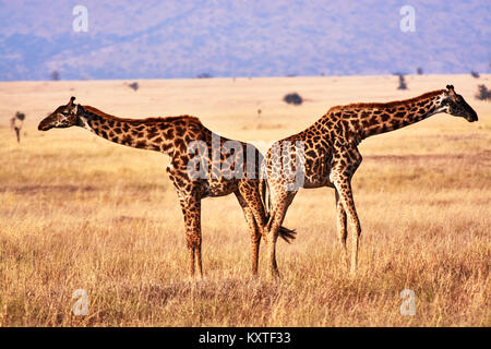 Twin Giraffen in Tansania Serengetti park mit gelben Gras und Sonnenuntergang Stockfoto