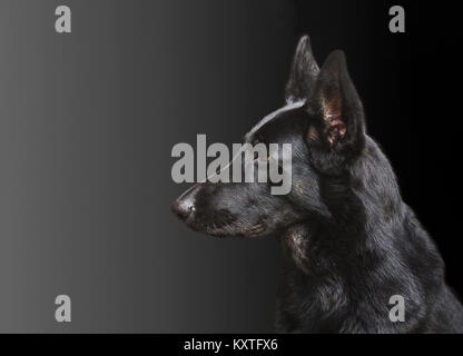 Portrait eines Hundes, reinrassiger Deutscher Schäferhund schwarz Farbe auf ein Grau-schwarzer Hintergrund, groß, im Profil mit Platz für Text. Stockfoto