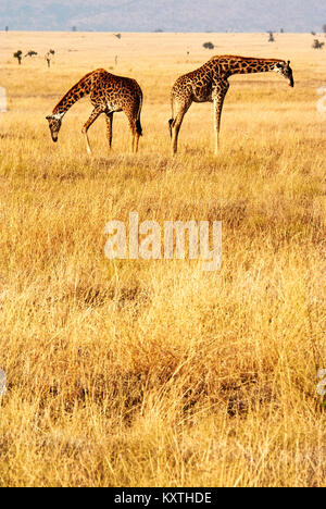 Twin Giraffen in Tansania Serengetti park mit gelben Gras und Sonnenuntergang Stockfoto