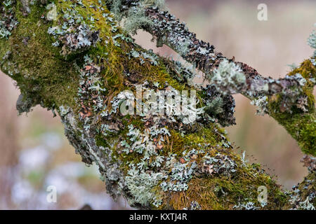 Flechten und Moos wächst AN DEN STAMM EINER ALTEN APFELBAUM ENTLANG DES SPEYSIDE METHODE SCHOTTLAND Stockfoto