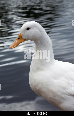 Aylesbury Enten (Anas platyrhynchos). Inländische Brut. Porträt. Stockfoto